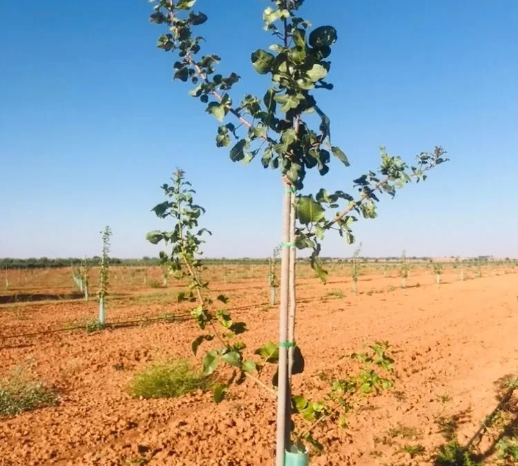 ASPPA-Barrax: un proyecto piloto que transforma el cultivo y la comercialización del pistacho en Castilla-La Mancha